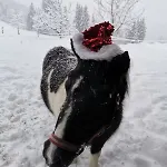 Vordersattlegghofhuette * Huttau