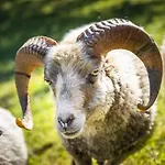 Vordersattlegghofhuette