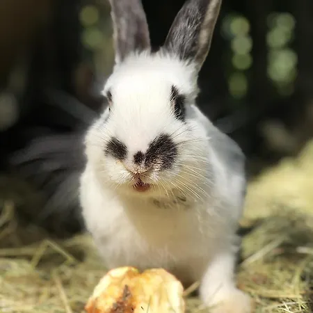 Vordersattlegghofhütte * Hüttau