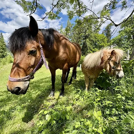 Vordersattlegghofhuette ファームステイ Hüttau