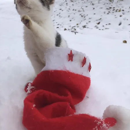 Gospodarstwo agroturystyczne Vordersattlegghofhuette Hüttau