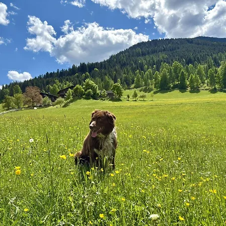 Bauernhof Vordersattlegghofhütte Hüttau