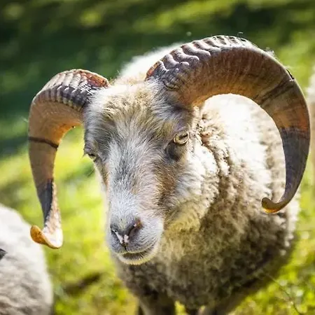 Vordersattlegghofhuette Gospodarstwo agroturystyczne Hüttau