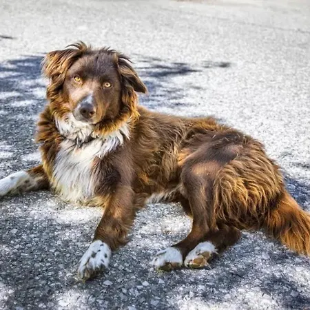 Vordersattlegghofhuette Gospodarstwo agroturystyczne Hüttau