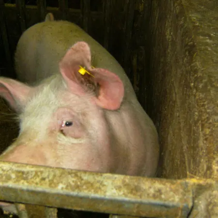 Gospodarstwo agroturystyczne Vordersattlegghofhuette